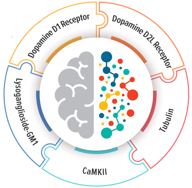 The Autoimmune Brain™ is a series of five, highly complex metabolic tests