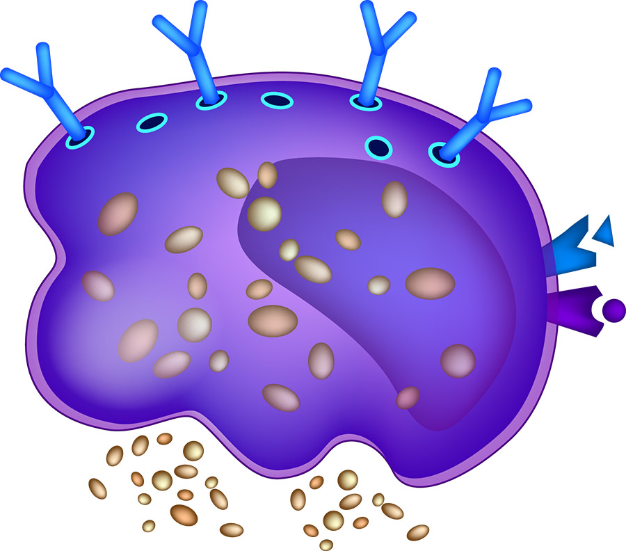 What is Mast Cell